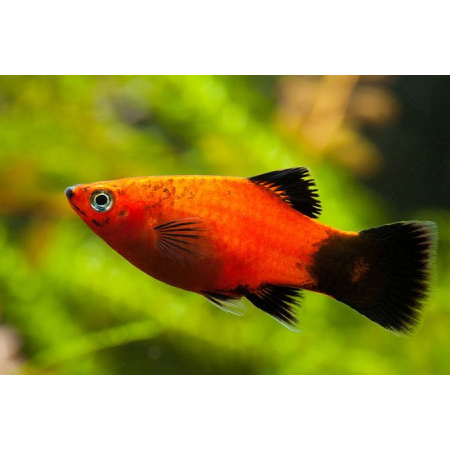 Platka - Zmienniak Plamisty - Xiphophorus maculatus